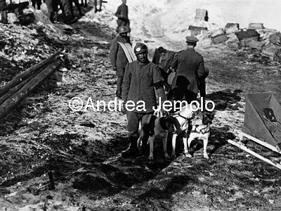 Sled dogs - Adamello  | Andrea Jemolo