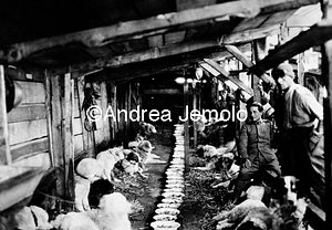 Sled dogs - Lunch - Adamello  | Andrea Jemolo