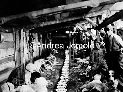 Sled dogs - Lunch - Adamello  | Andrea Jemolo
