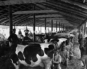 Milking of cows at creamery  | Andrea Jemolo