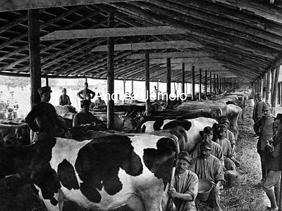 Milking of cows at creamery  | Andrea Jemolo