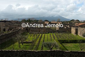Vineyard  | Andrea Jemolo