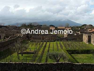 Vineyard  | Andrea Jemolo