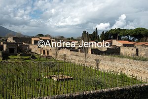 Vineyard  | Andrea Jemolo