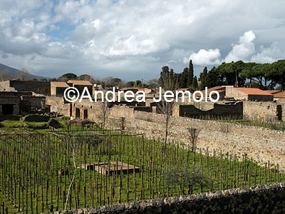 Vineyard  | Andrea Jemolo