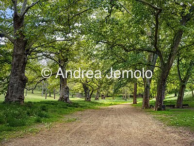 Villa Borghese Secular plane trees in the Valle dei Cani | Andrea Jemolo