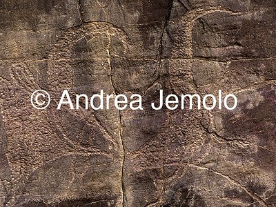  Rock engraving depicting two oxen | Andrea Jemolo