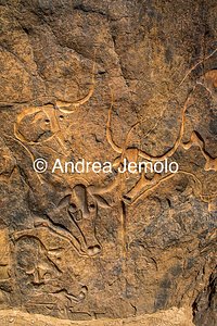  Incisione rupestre raffigurante “La mucca che piange” per l'avanzare della desertificazione - Tassili n'Ajjer, Tadart Rouge | Andrea Jemolo