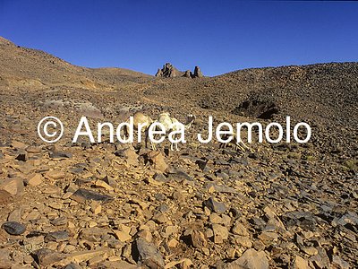  Two dromedaries on the Ahaggar massif | Andrea Jemolo