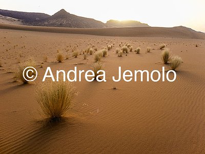  Tamarisk trees, Tassili n’Ajjer, Tadrart Acacus | Andrea Jemolo