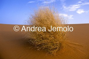 Tamerici, Tassili n’Ajjer, Tadrart Acacus | Andrea Jemolo