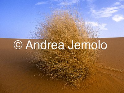  Tamarisk trees, Tassili n’Ajjer, Tadrart Acacus | Andrea Jemolo