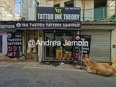 Sacred cow  | Andrea Jemolo
