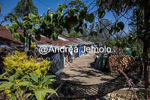 Tea plantations Village of Tea pickers | Andrea Jemolo