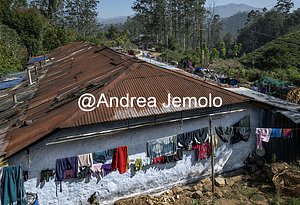 Tea plantations Village of Tea pickers | Andrea Jemolo