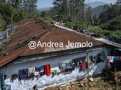 Piantagioni di tè Villaggio dei raccoglitori di tè | Andrea Jemolo
