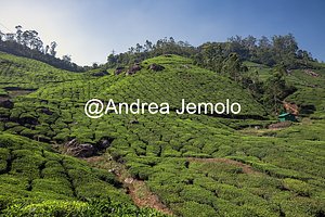 Tea plantations Tea plantations | Andrea Jemolo