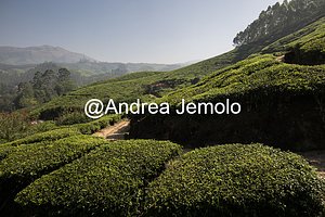 Tea plantations Tea plantations | Andrea Jemolo