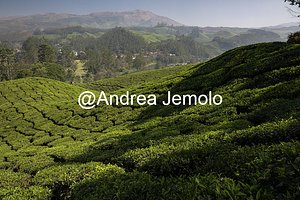 Tea plantations Tea plantations | Andrea Jemolo