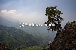 Tea plantations Tea plantations | Andrea Jemolo