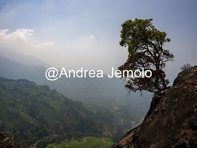 Piantagioni di tè Piantagioni di tè | Andrea Jemolo