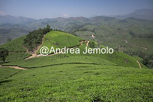 Tea plantations Tea plantations | Andrea Jemolo