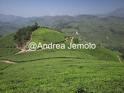 Piantagioni di tè Piantagioni di tè | Andrea Jemolo