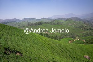 Tea plantations Tea plantations | Andrea Jemolo