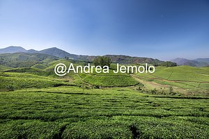 Tea plantations Tea plantations | Andrea Jemolo