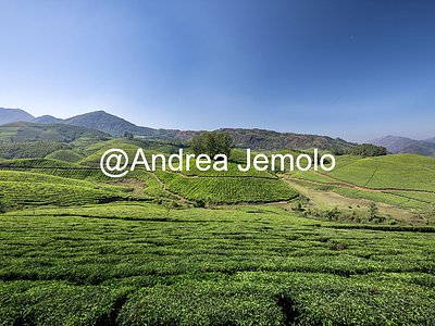 Piantagioni di tè Piantagioni di tè | Andrea Jemolo