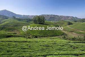 Tea plantations Tea plantations | Andrea Jemolo