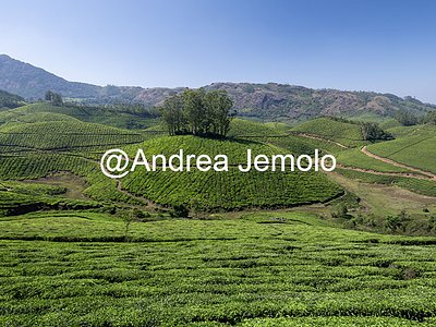 Piantagioni di tè Piantagioni di tè | Andrea Jemolo