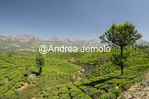 Tea plantations Tea plantations | Andrea Jemolo