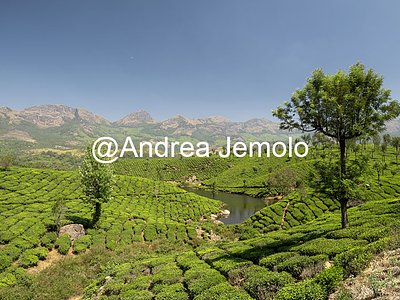 Tea plantations Tea plantations | Andrea Jemolo