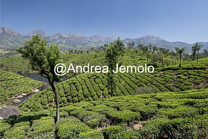 Tea plantations Tea plantations | Andrea Jemolo