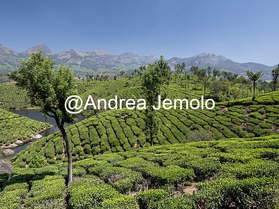 Tea plantations Tea plantations | Andrea Jemolo