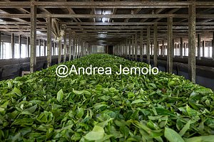 Tea factory A row of tea leaves air-drying at a tea factory | Andrea Jemolo