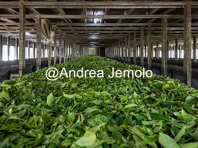 Tea factory A row of tea leaves air-drying at a tea factory | Andrea Jemolo