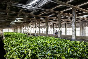 Tea factory A row of tea leaves air-drying at a tea factory | Andrea Jemolo