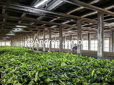 Tea factory A row of tea leaves air-drying at a tea factory | Andrea Jemolo