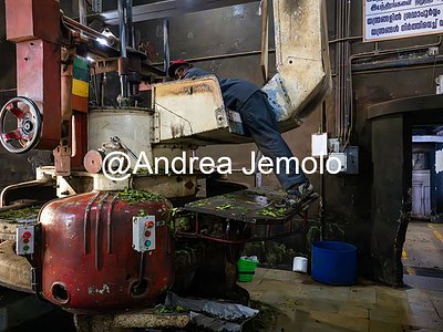 Tea factory Worker at the tea factory | Andrea Jemolo