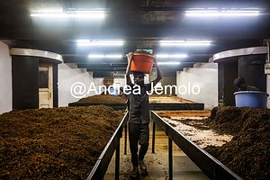 Tea factory Worker at the tea factory | Andrea Jemolo