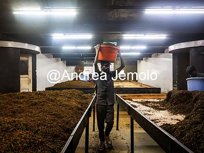Tea factory Worker at the tea factory | Andrea Jemolo