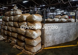 Tea factory Bags of tea ready to be packaged | Andrea Jemolo