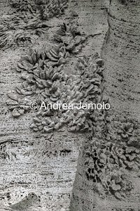 Fountain of the Four Rivers Marble representation of vegetation | Andrea Jemolo