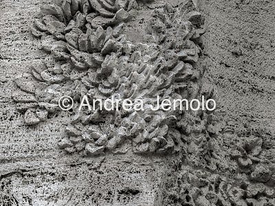 Fontana dei Fiumi Rappresentazione in marmo della vegetazione | Andrea Jemolo