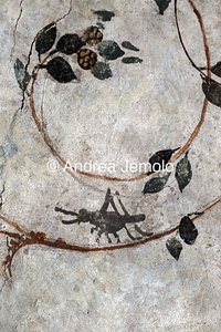 Columbarium of Pomponius Hylas is Frescoed vault - Detail with a cricket | Andrea Jemolo