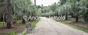 Villa Sciarra Avenue with palm trees | Andrea Jemolo