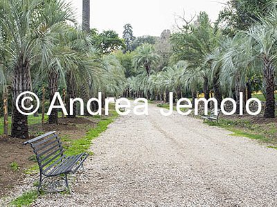 Villa Sciarra Viale con le palme | Andrea Jemolo