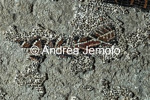 Criptoportico delle Terme di Traiano Mosaico parietale più grande mai rinvenuto nel mondo antico - Una barca | Andrea Jemolo